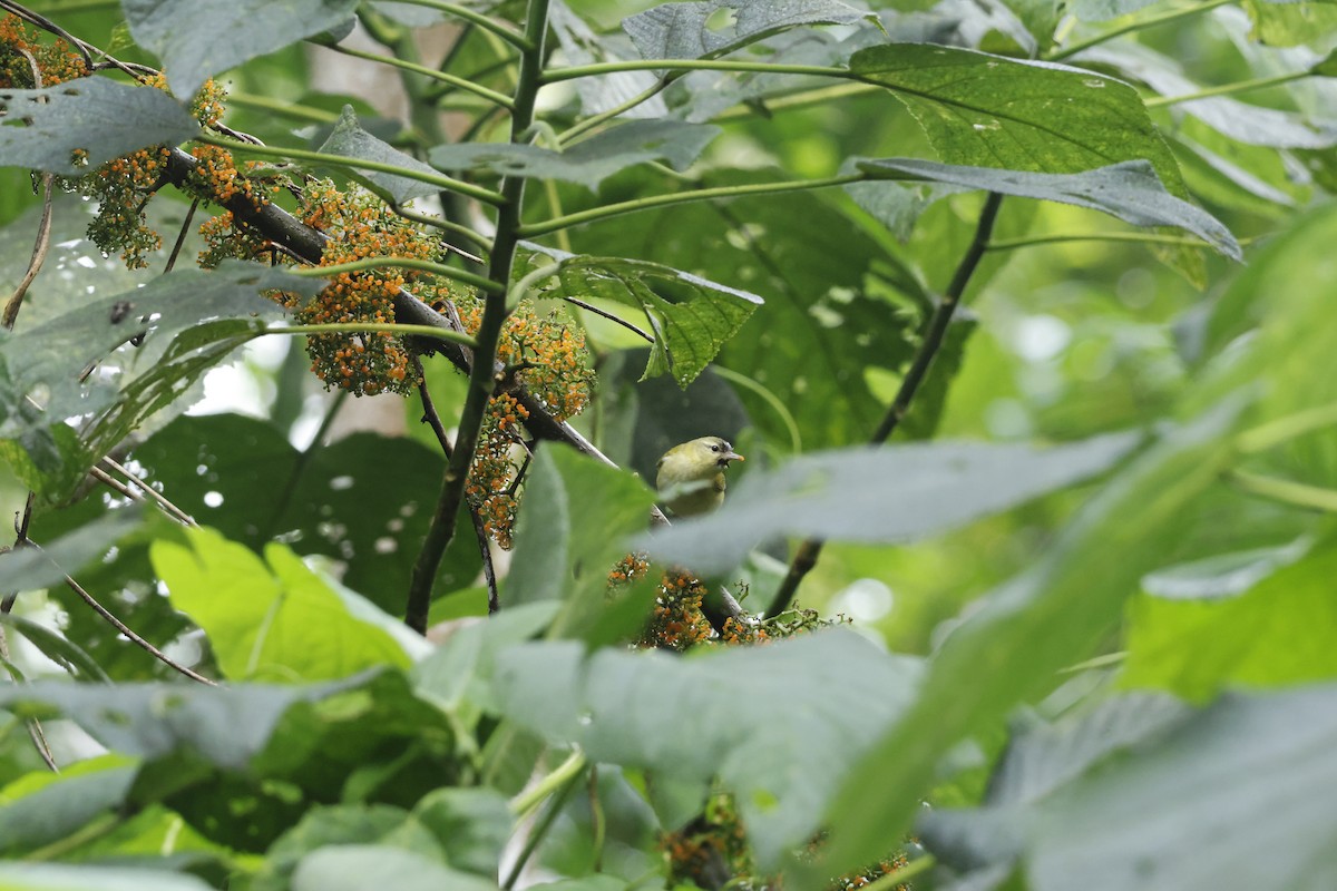 Golden-winged Warbler - ML647400423
