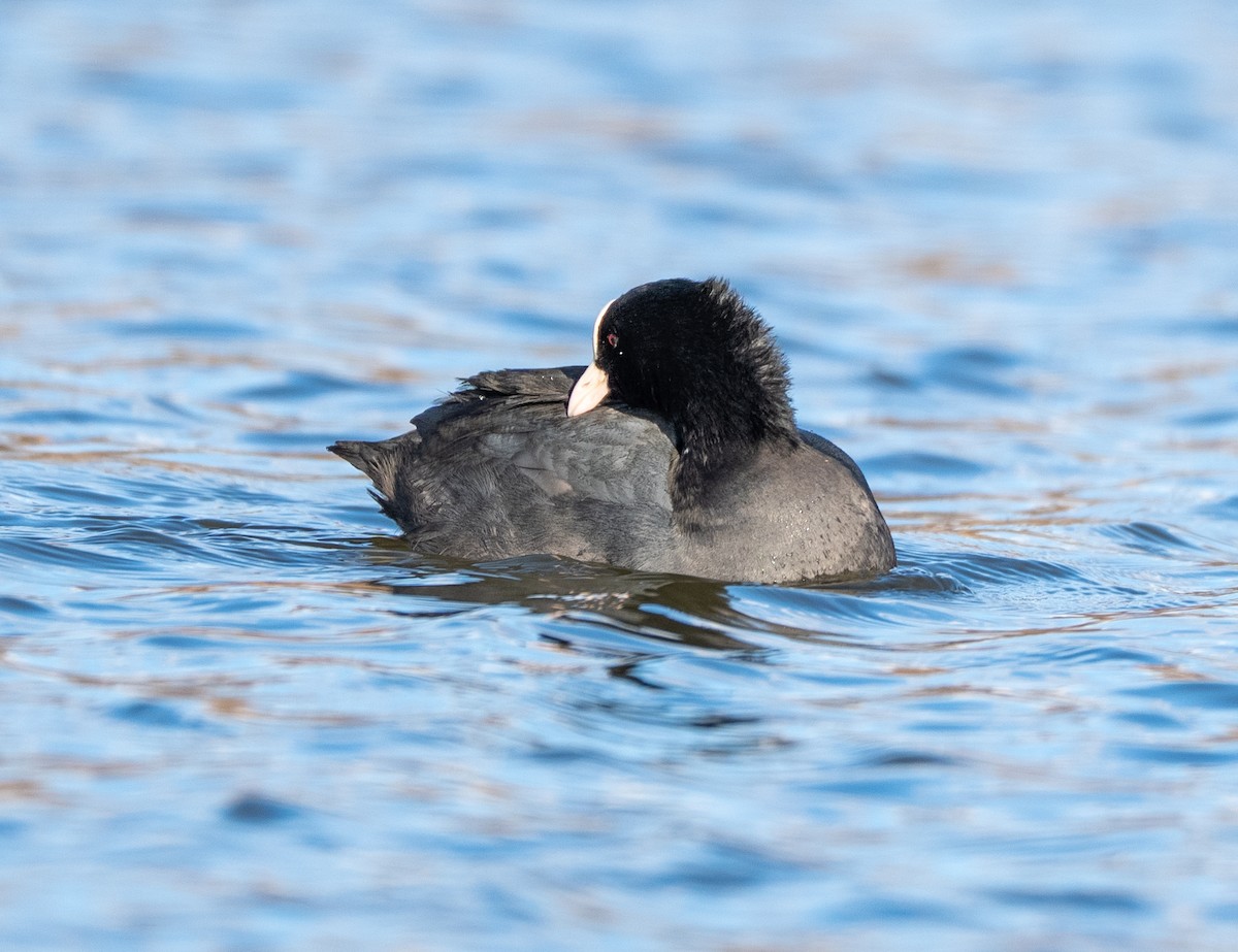 白冠雞 - ML647400425