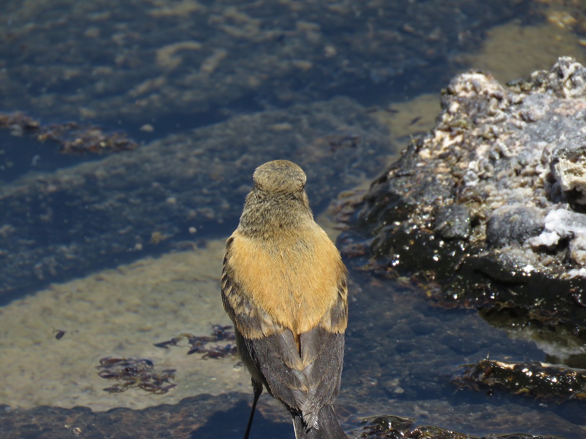Andean Negrito - ML647400429
