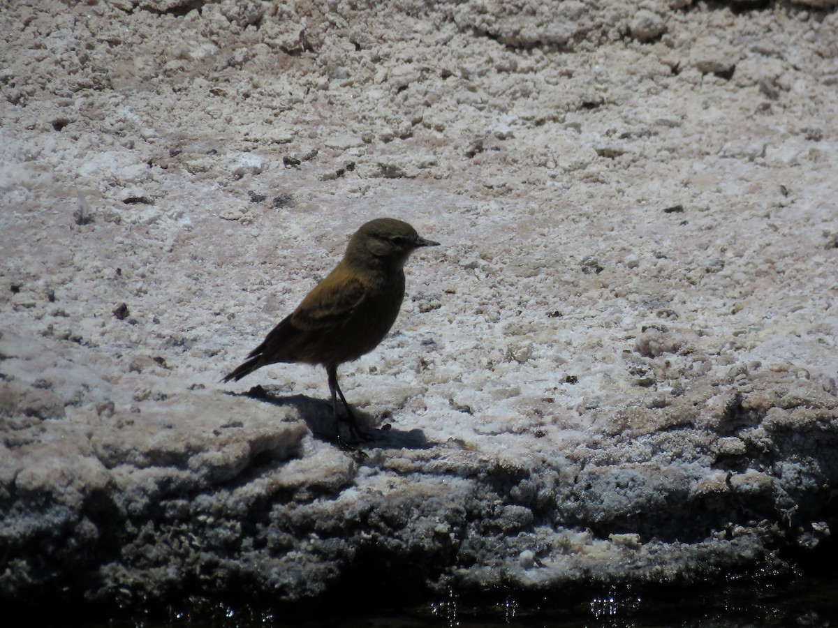 Andean Negrito - ML647400431