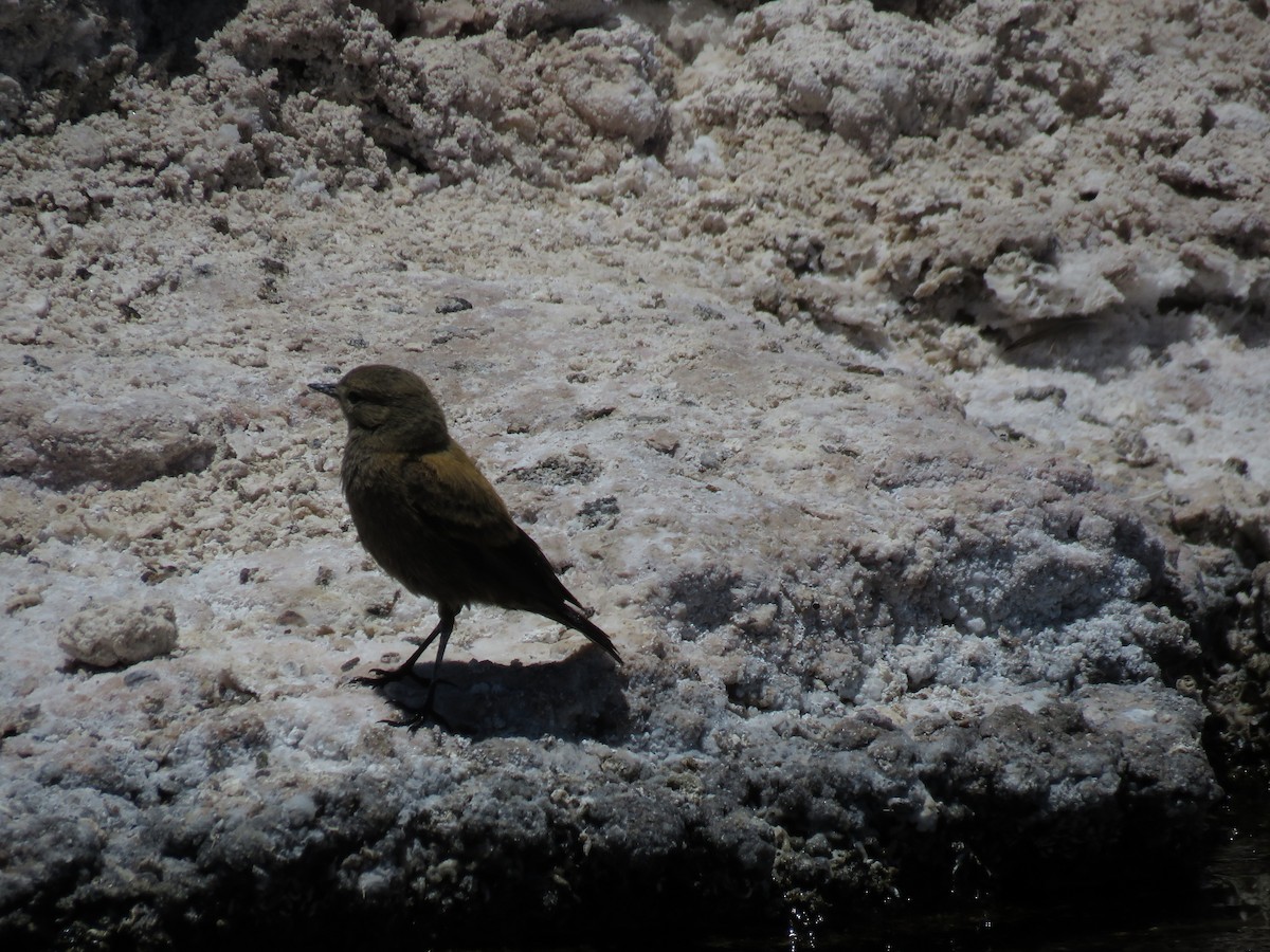Andean Negrito - ML647400432