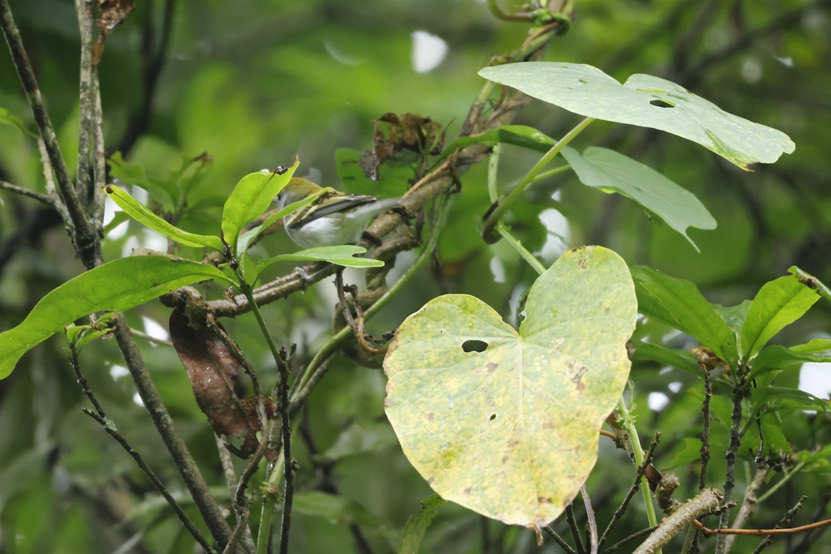 lesňáček rezavoboký - ML647400433