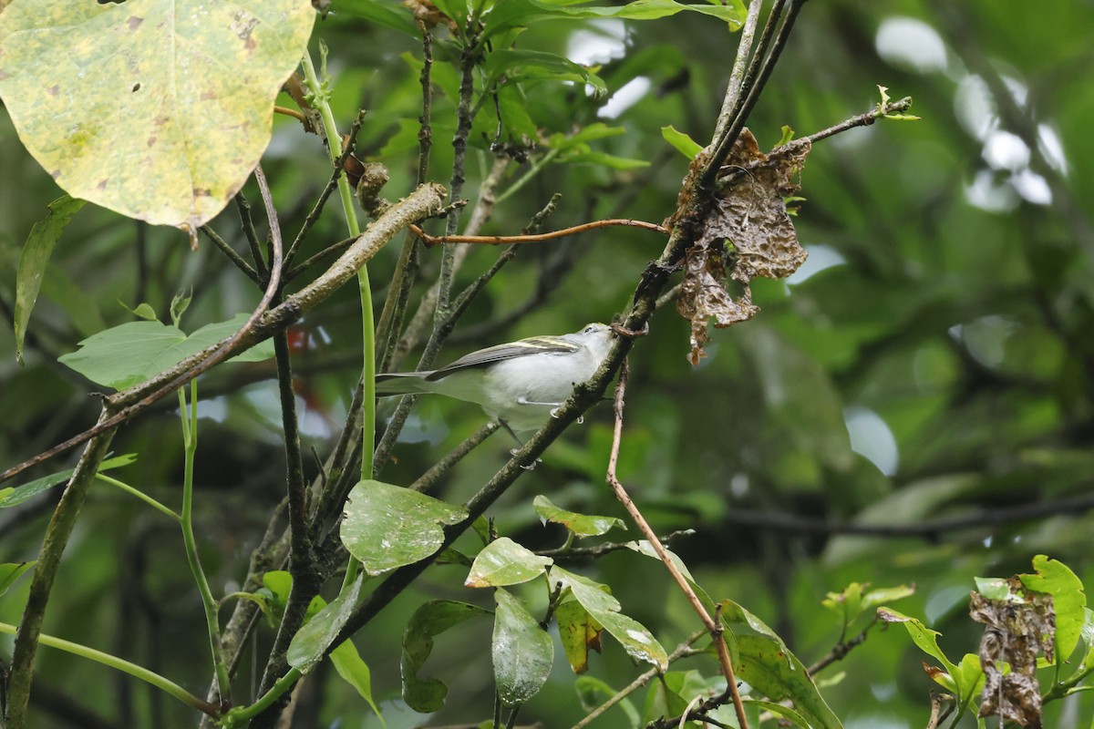 lesňáček rezavoboký - ML647400434