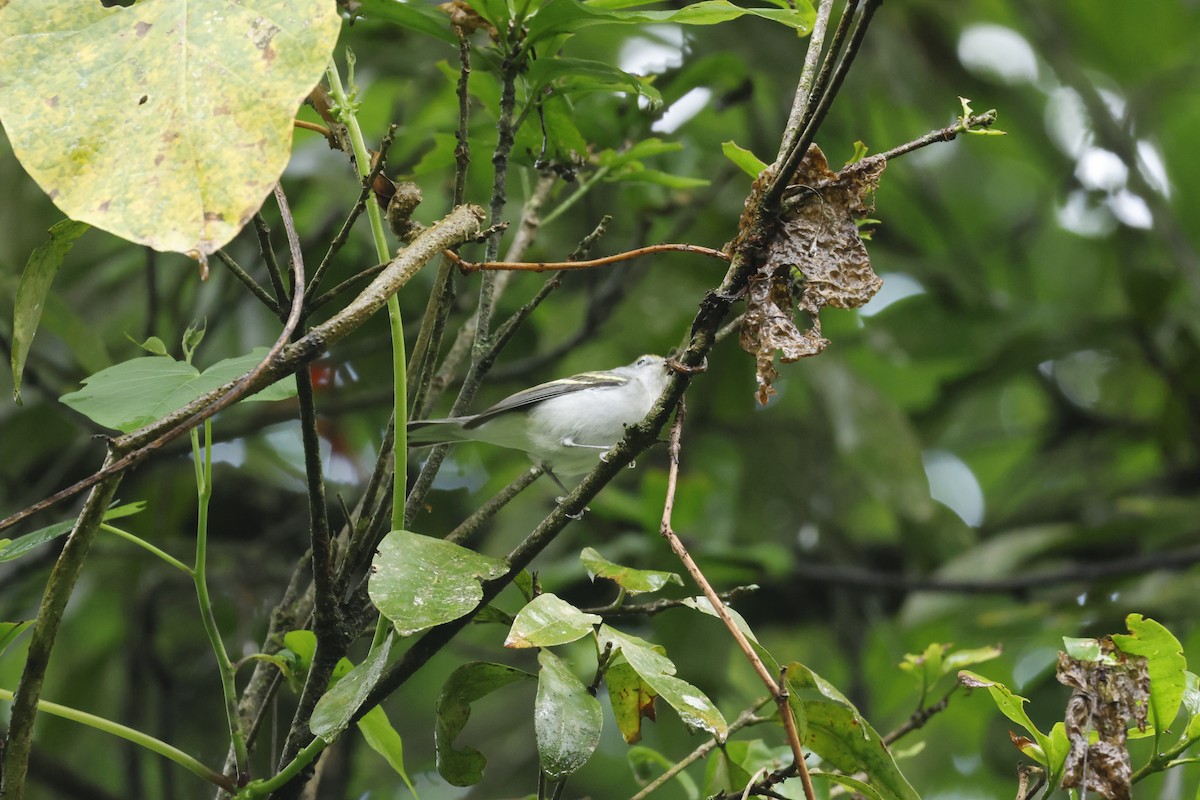 lesňáček rezavoboký - ML647400435