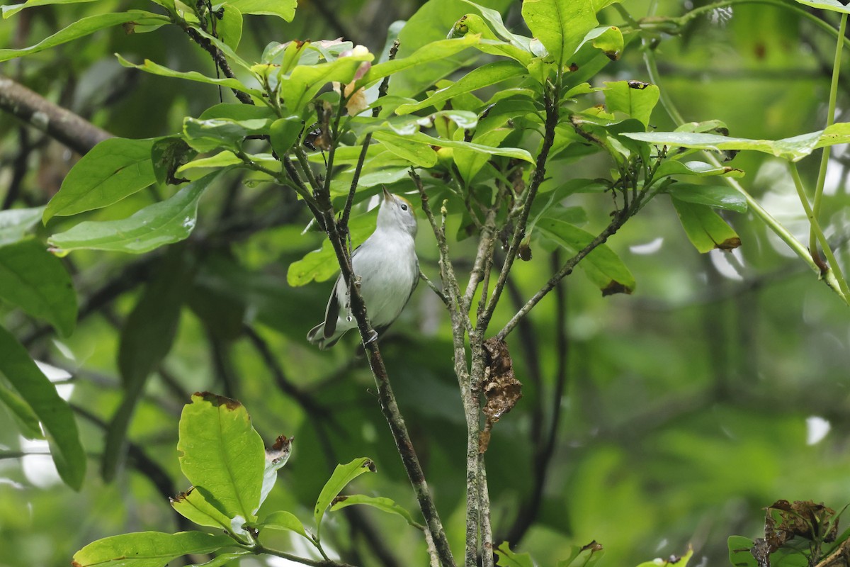 lesňáček rezavoboký - ML647400436