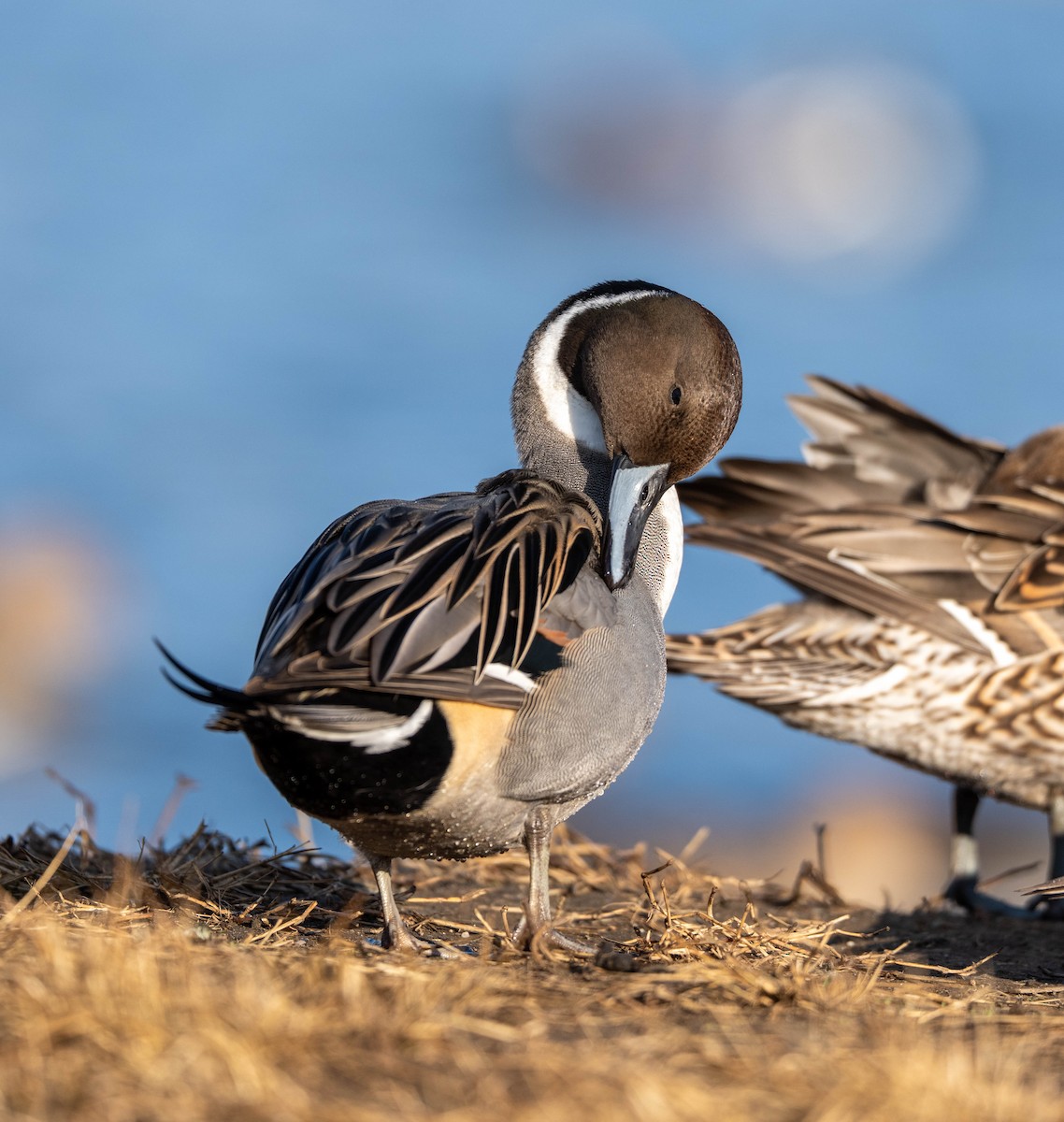 尖尾鴨 - ML647400442