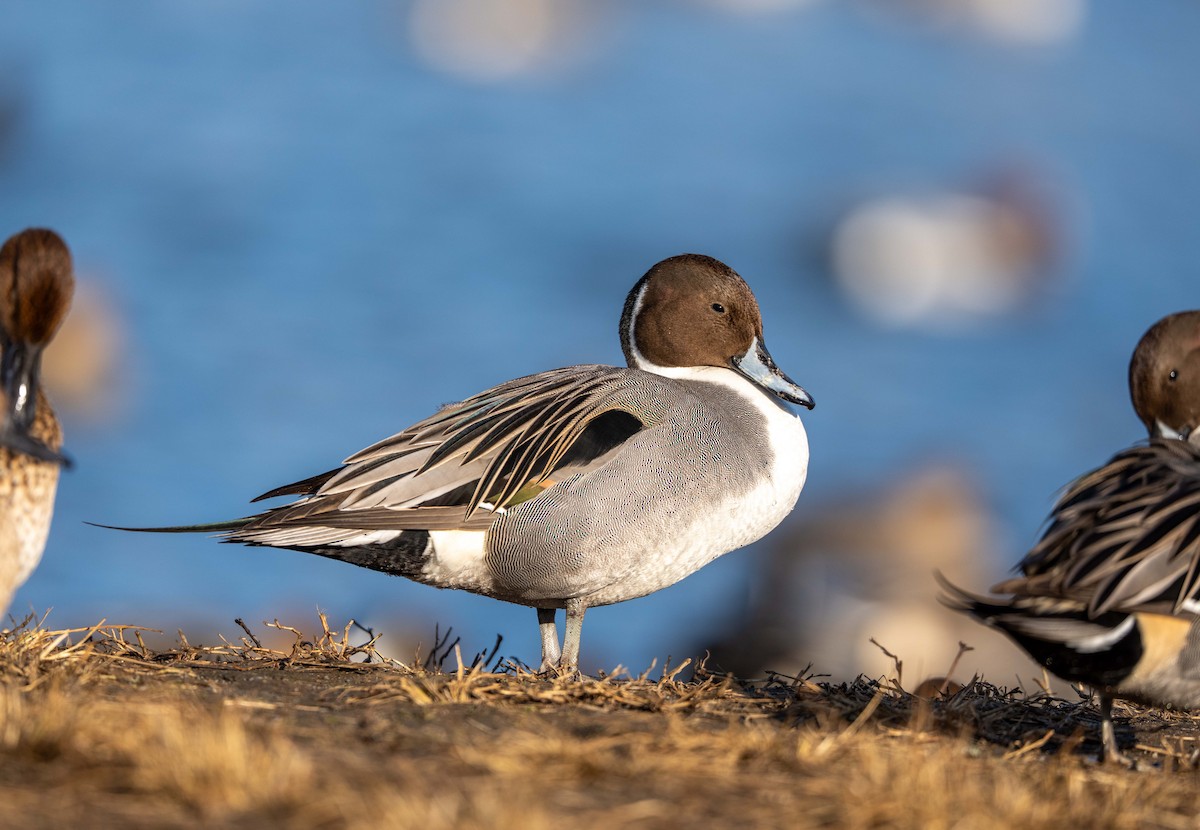 尖尾鴨 - ML647400443