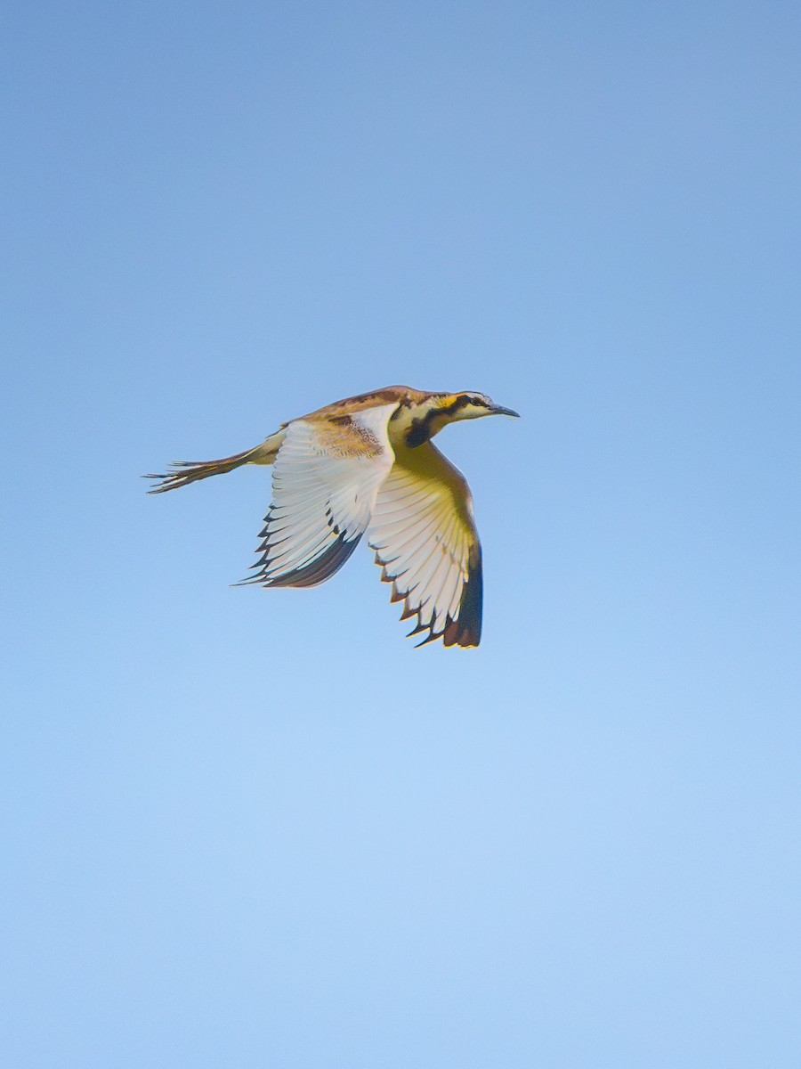 fasanbladhøne - ML647400444