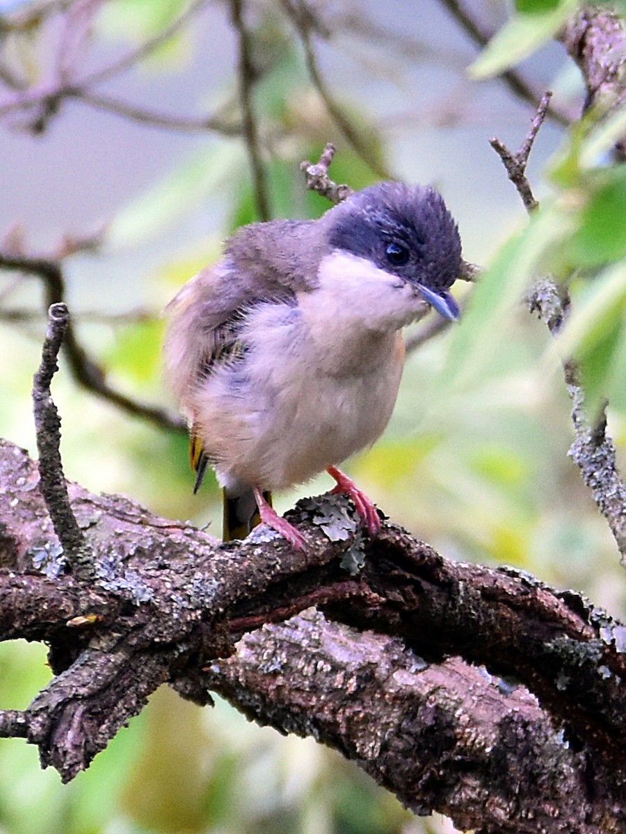 White-browed Shrike-Babbler - ML647400445