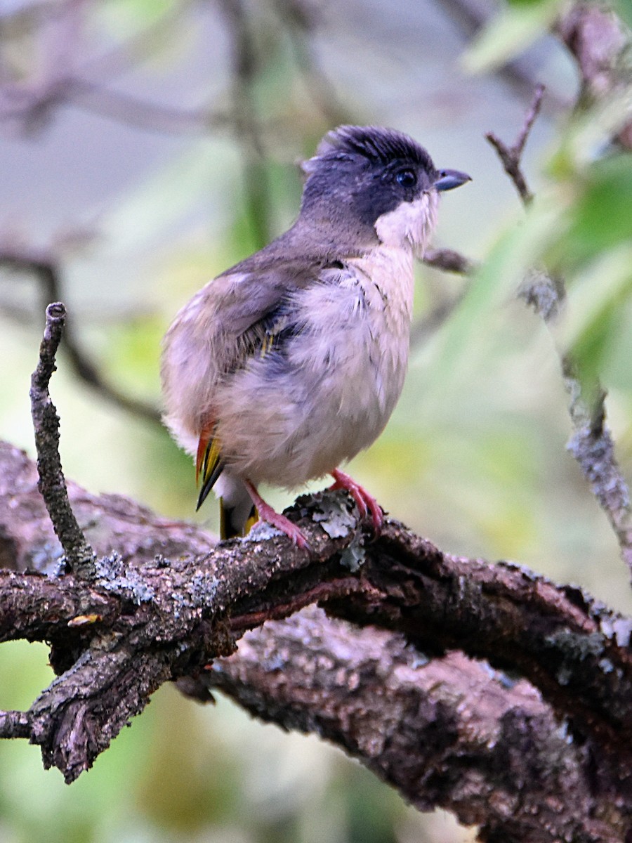 White-browed Shrike-Babbler - ML647400446