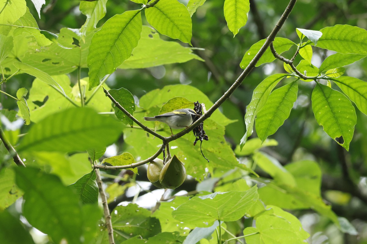 Golden-winged Warbler - ML647400447