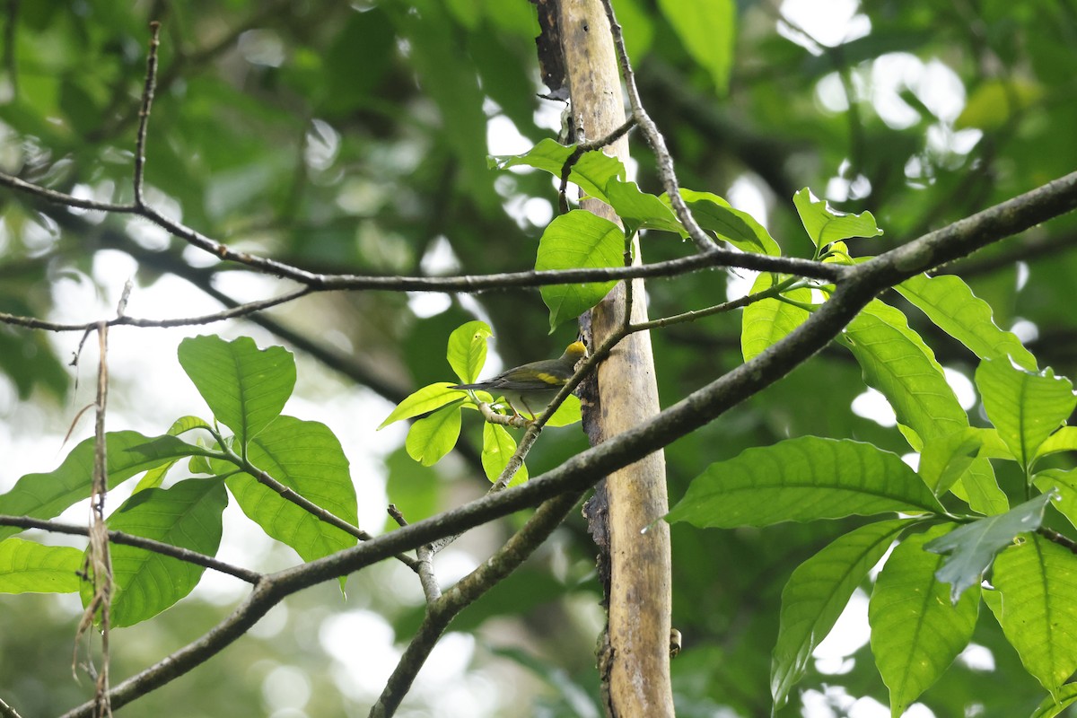 Golden-winged Warbler - ML647400448
