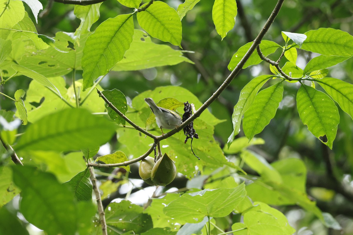 Golden-winged Warbler - ML647400449