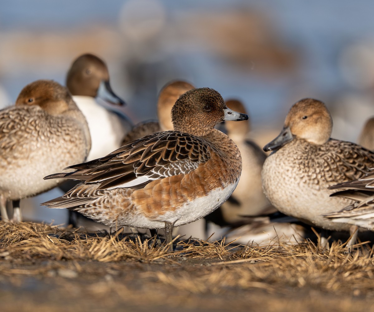 赤頸鴨 - ML647400465
