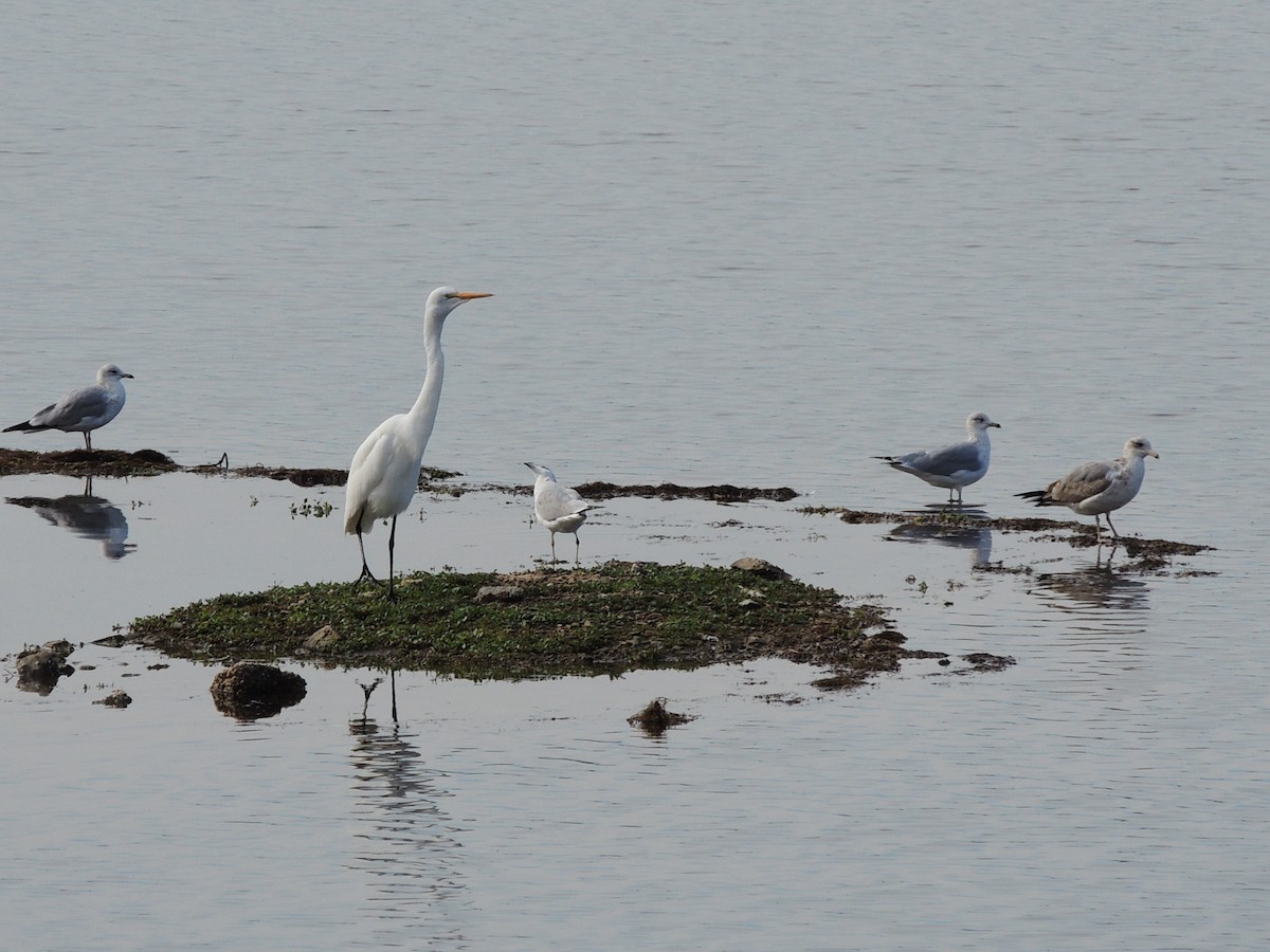 volavka bílá - ML647400471