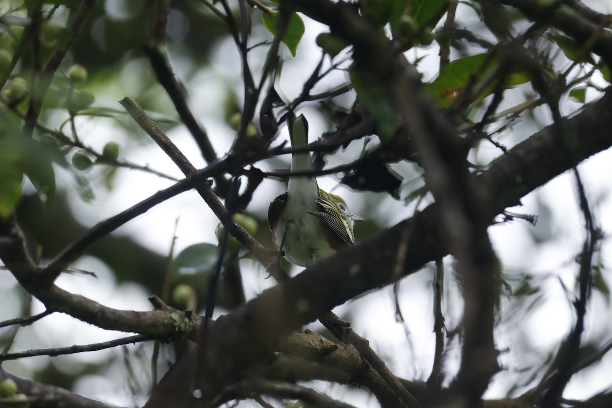 lesňáček rezavoboký - ML647400472