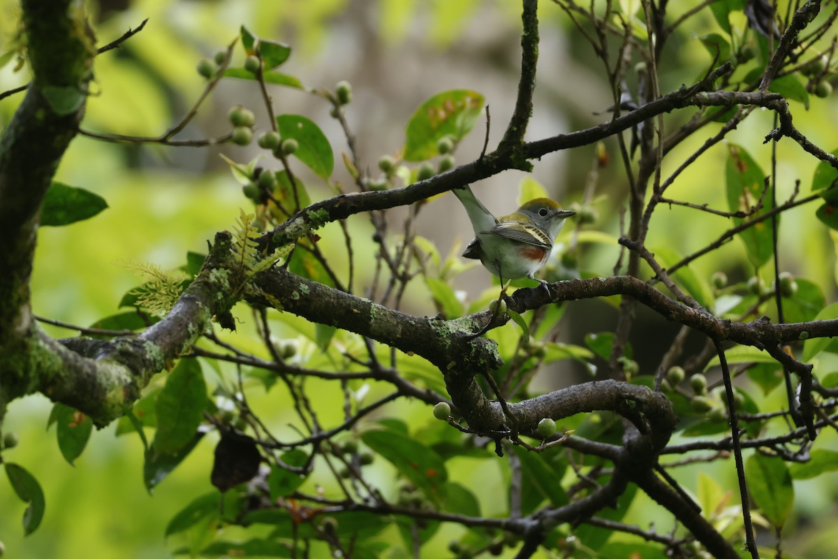 lesňáček rezavoboký - ML647400473