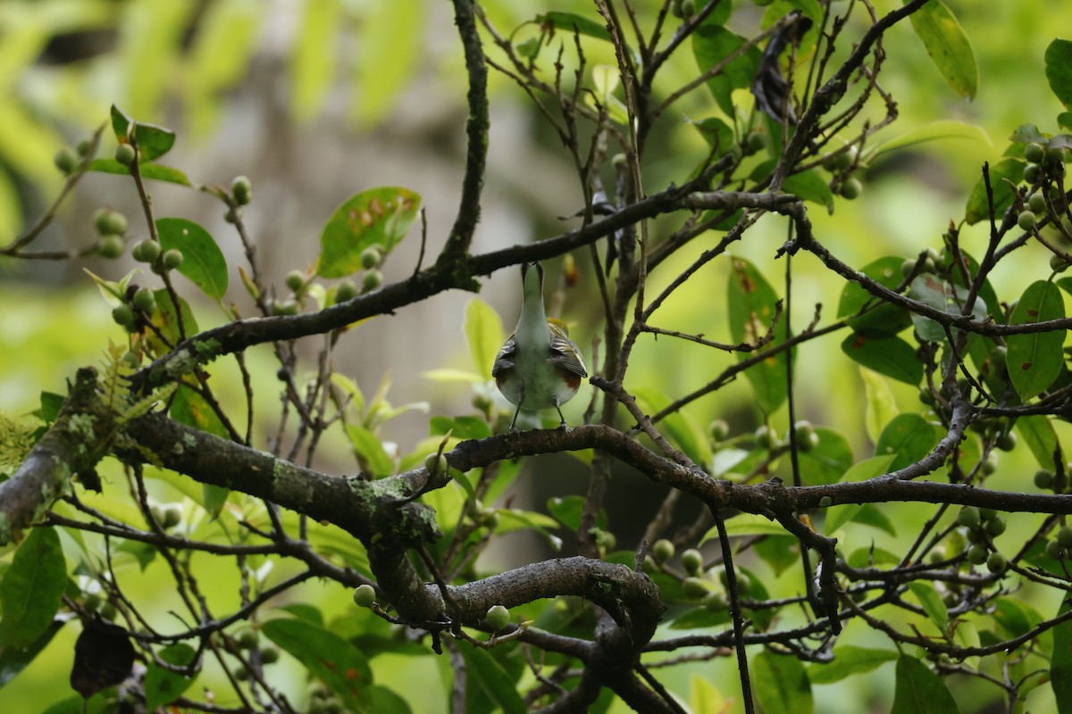 lesňáček rezavoboký - ML647400475