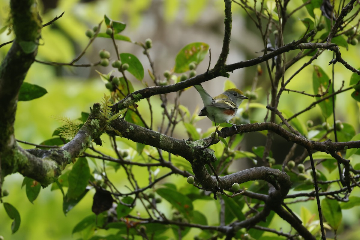 lesňáček rezavoboký - ML647400476