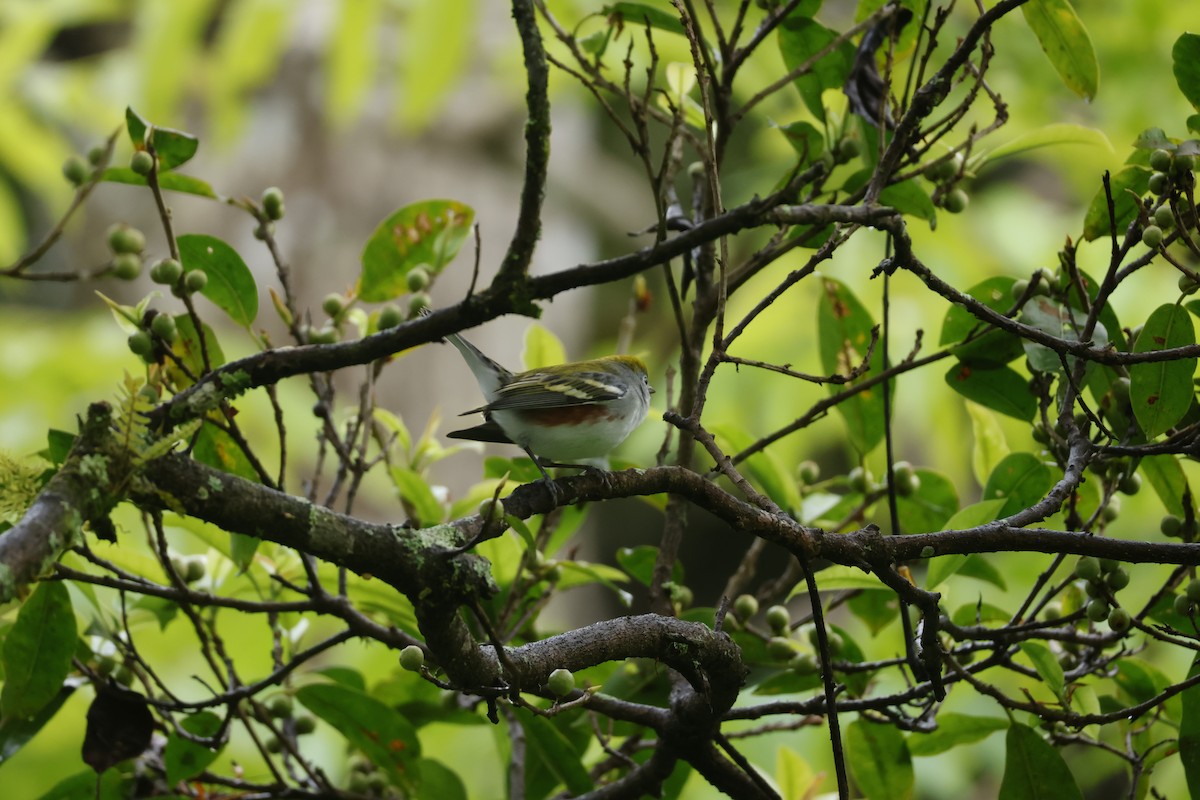 lesňáček rezavoboký - ML647400477