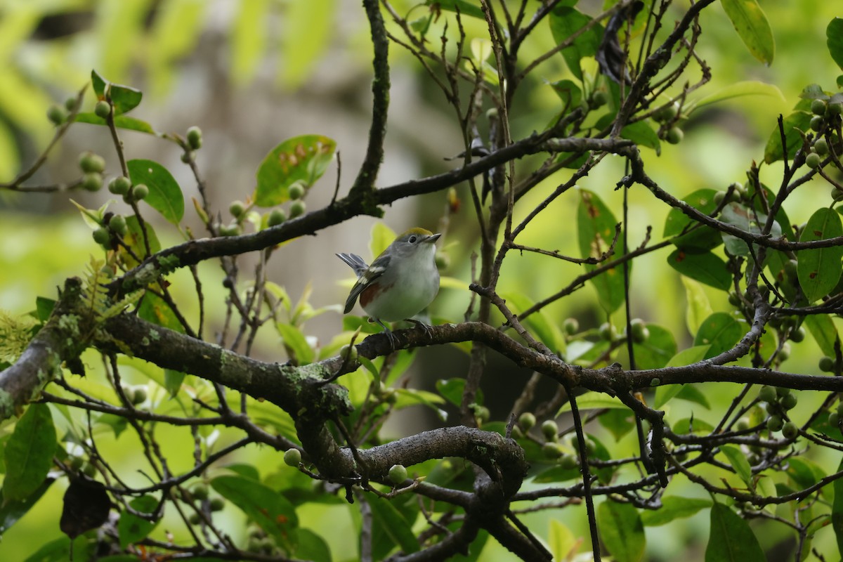 lesňáček rezavoboký - ML647400478