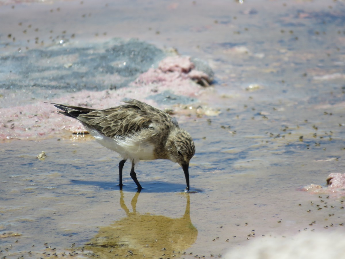 Baird's Sandpiper - ML647400482