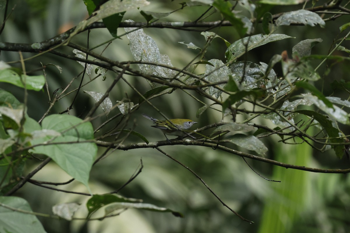 lesňáček rezavoboký - ML647400492