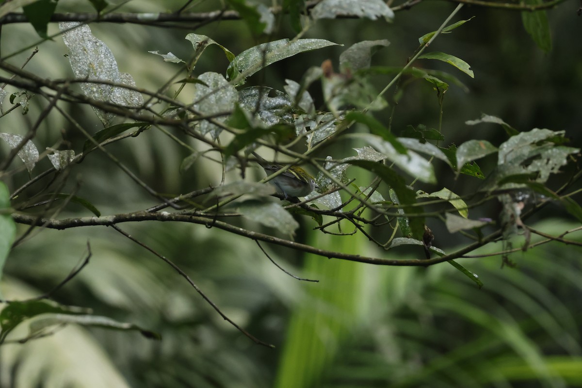 lesňáček rezavoboký - ML647400493