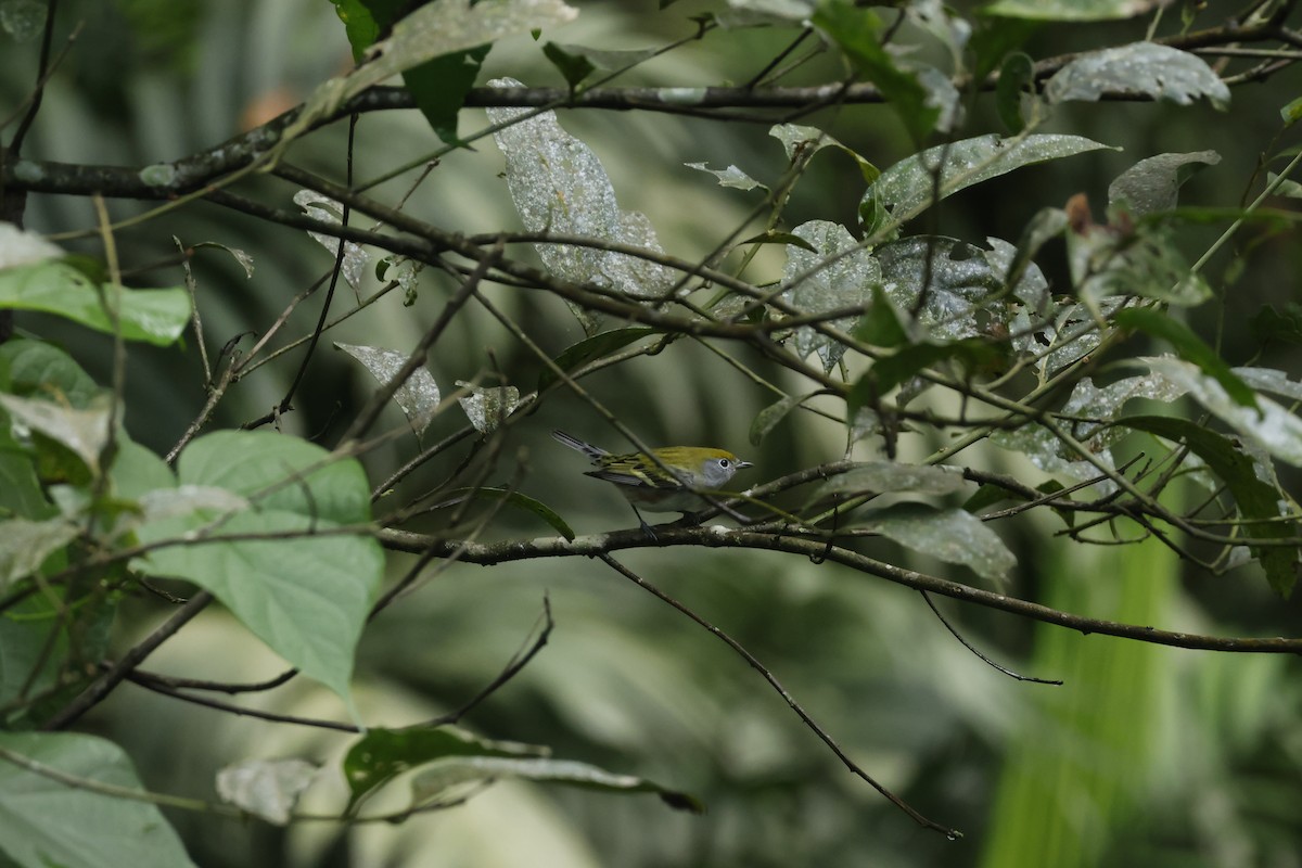 lesňáček rezavoboký - ML647400494