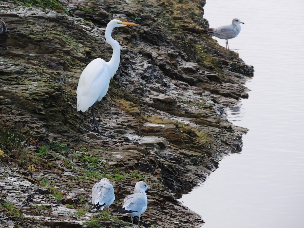 volavka bílá - ML647400495