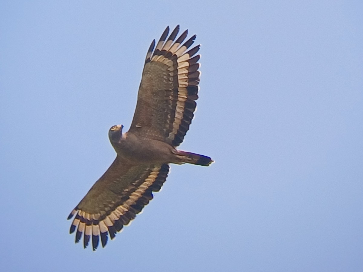 Culebrera Chiíla - ML647400496