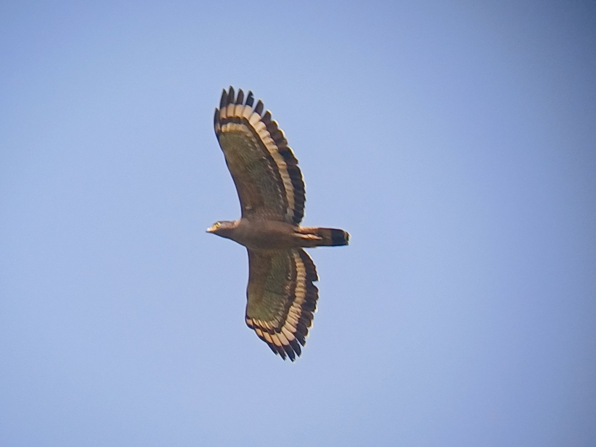 Culebrera Chiíla - ML647400497