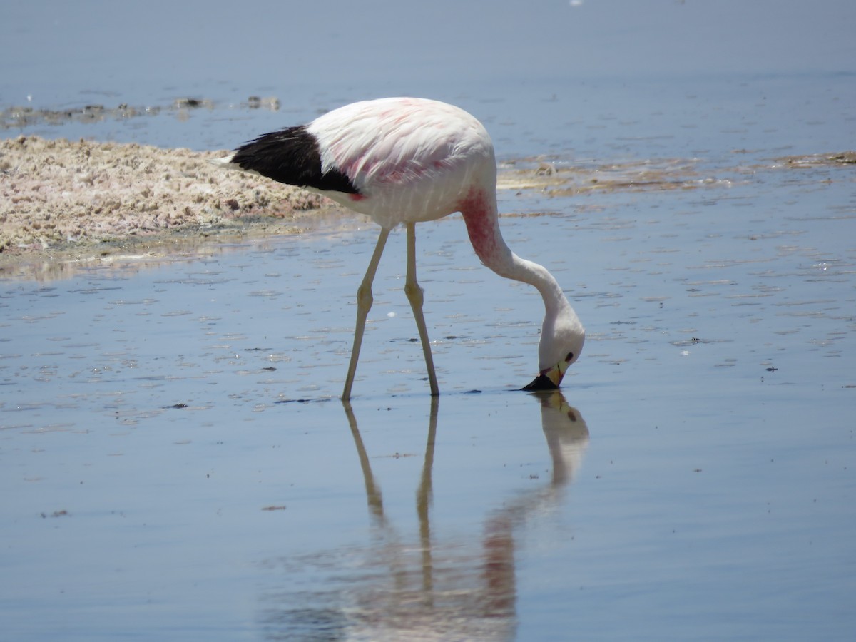 Andean Flamingo - ML647400504