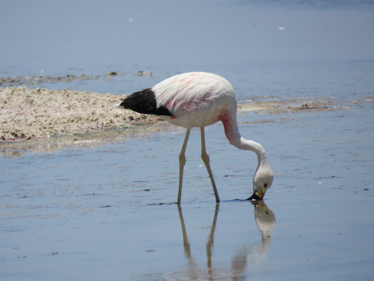 Andean Flamingo - ML647400505