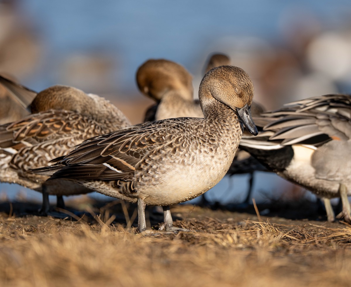 尖尾鴨 - ML647400507