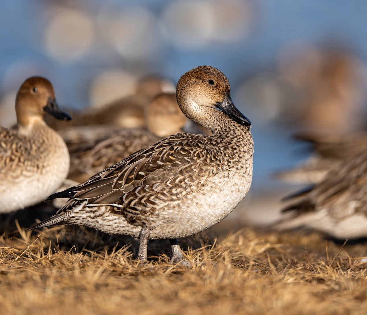 尖尾鴨 - ML647400529