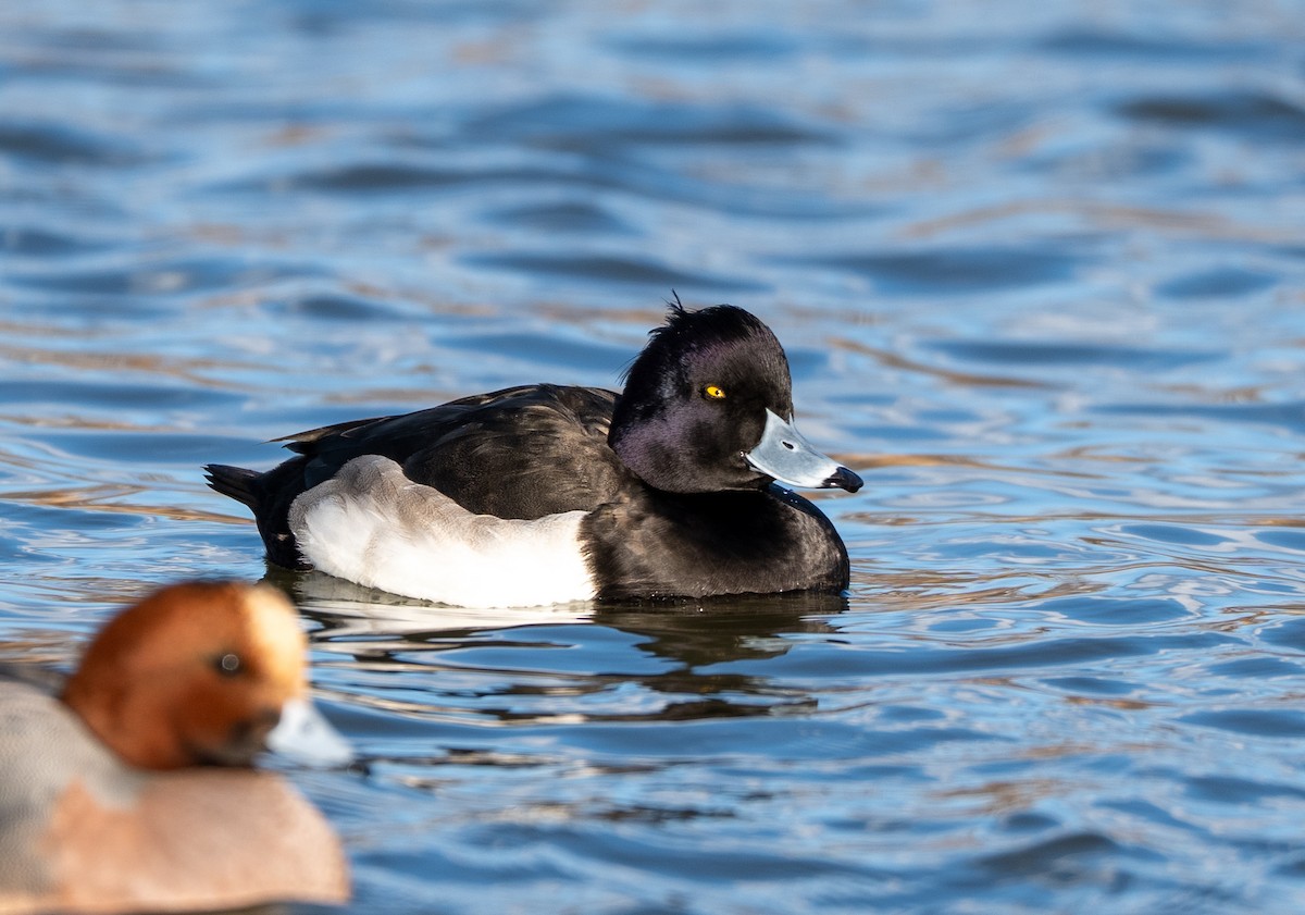 鳳頭潛鴨 - ML647400535