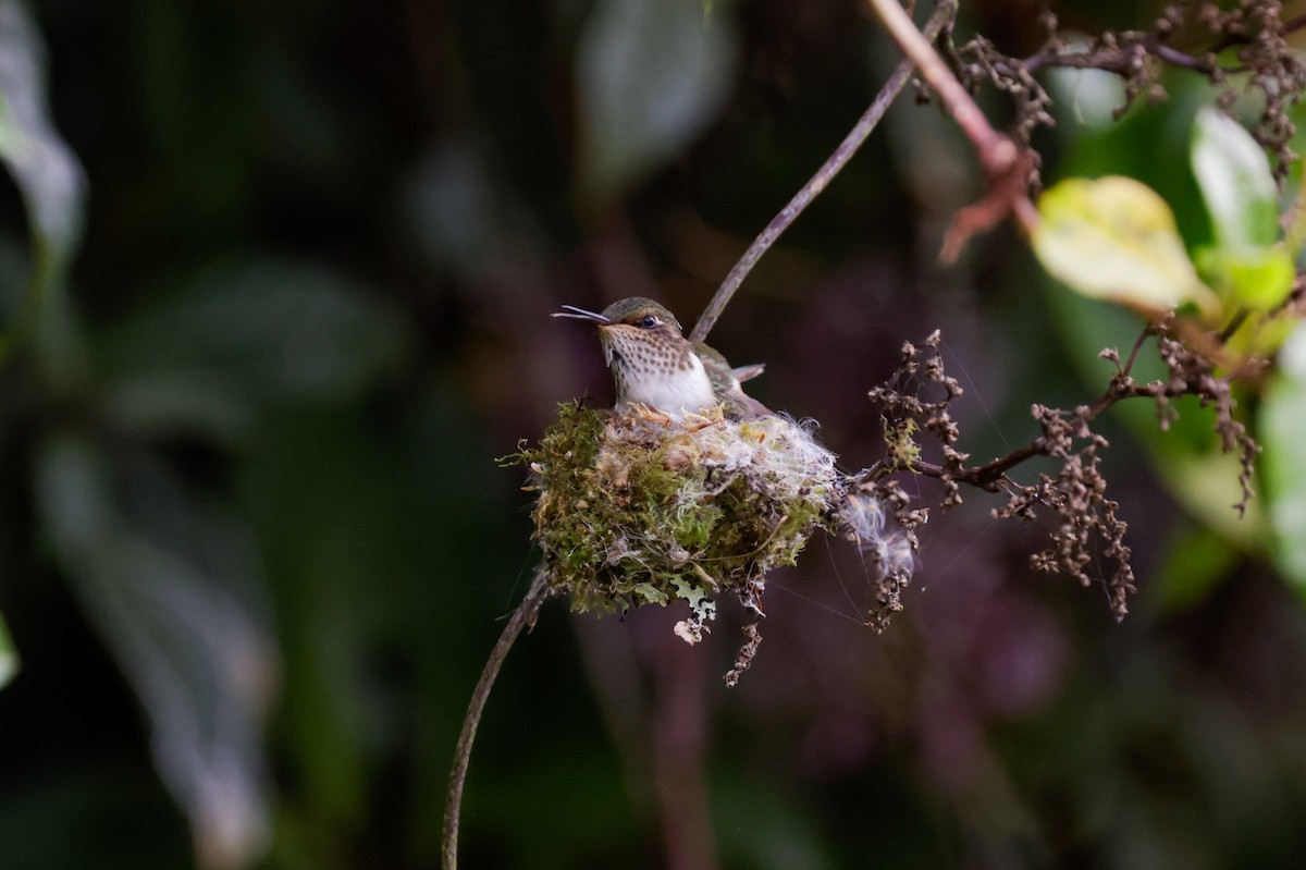 Volcano Hummingbird - ML647400537