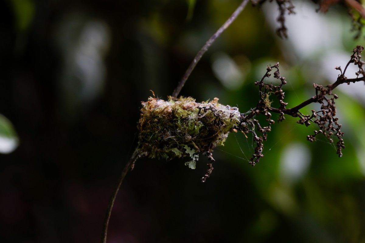 Volcano Hummingbird - ML647400538