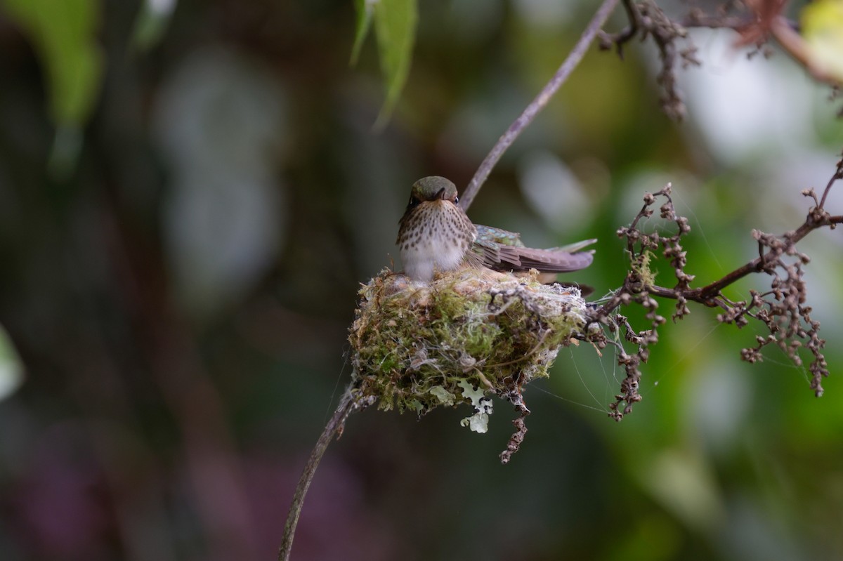Volcano Hummingbird - ML647400539