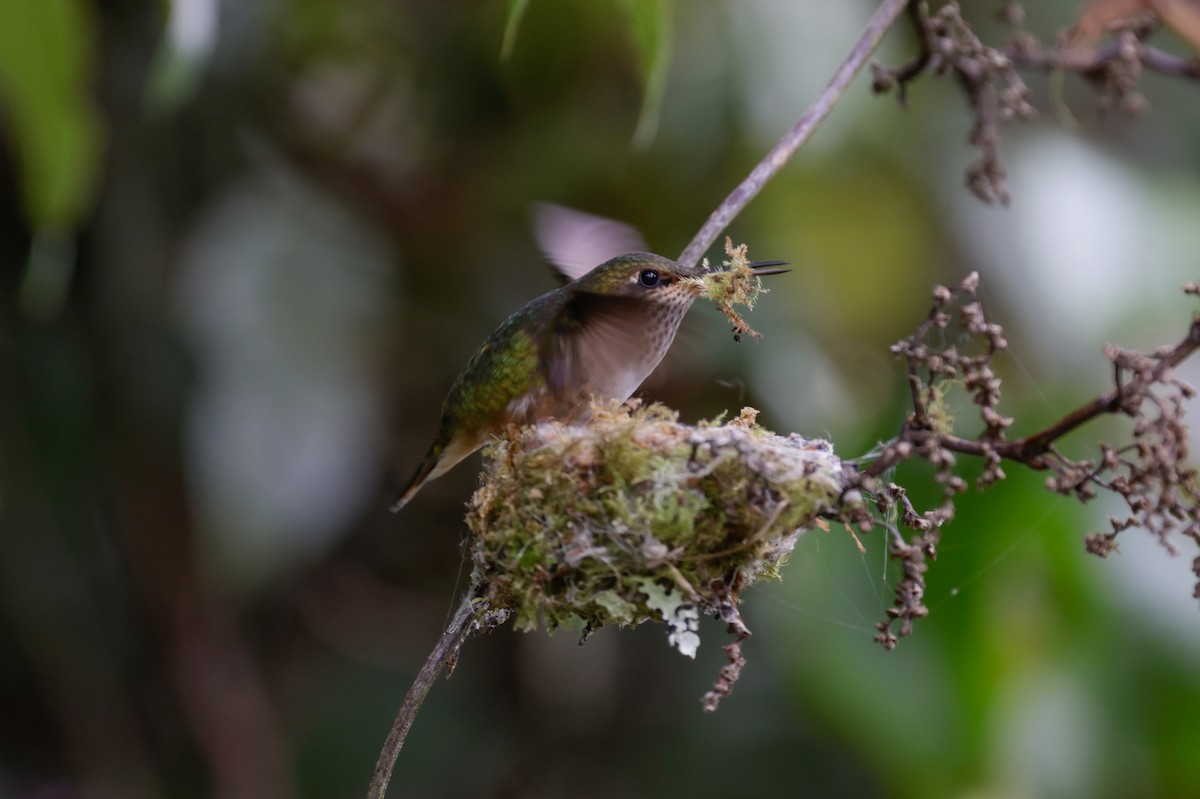 Volcano Hummingbird - ML647400540