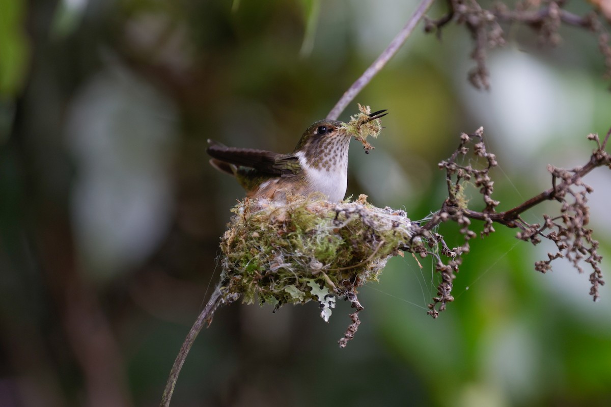 Volcano Hummingbird - ML647400541