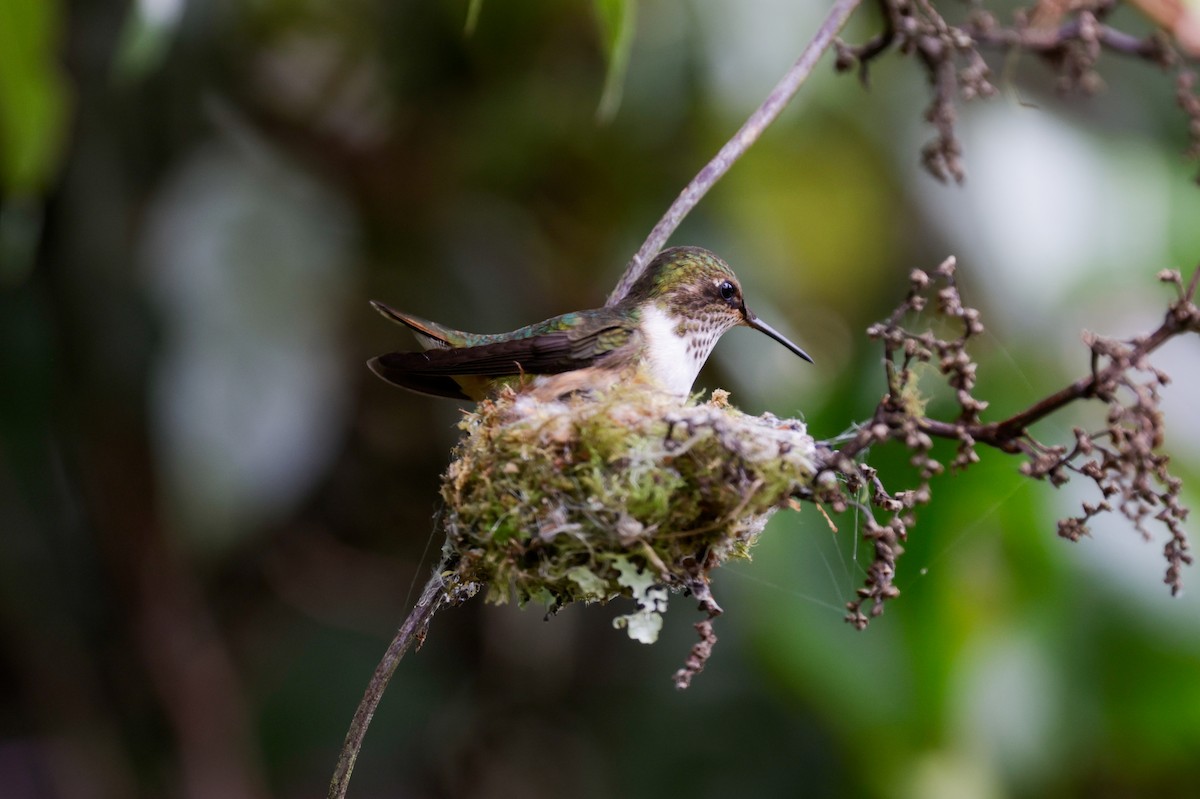 Volcano Hummingbird - ML647400542