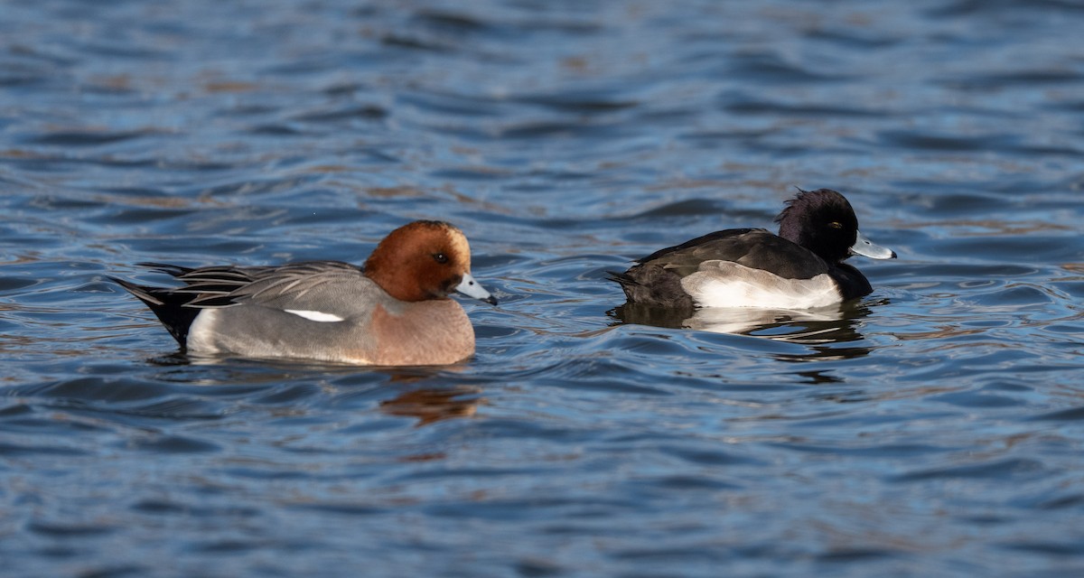 鳳頭潛鴨 - ML647400544