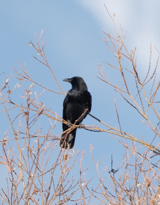 小嘴烏鴉 - ML647400551