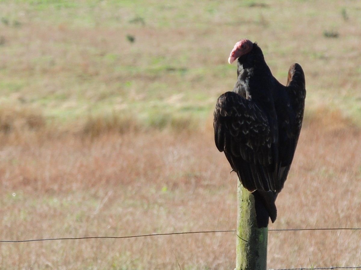 kondor krocanovitý - ML647400553