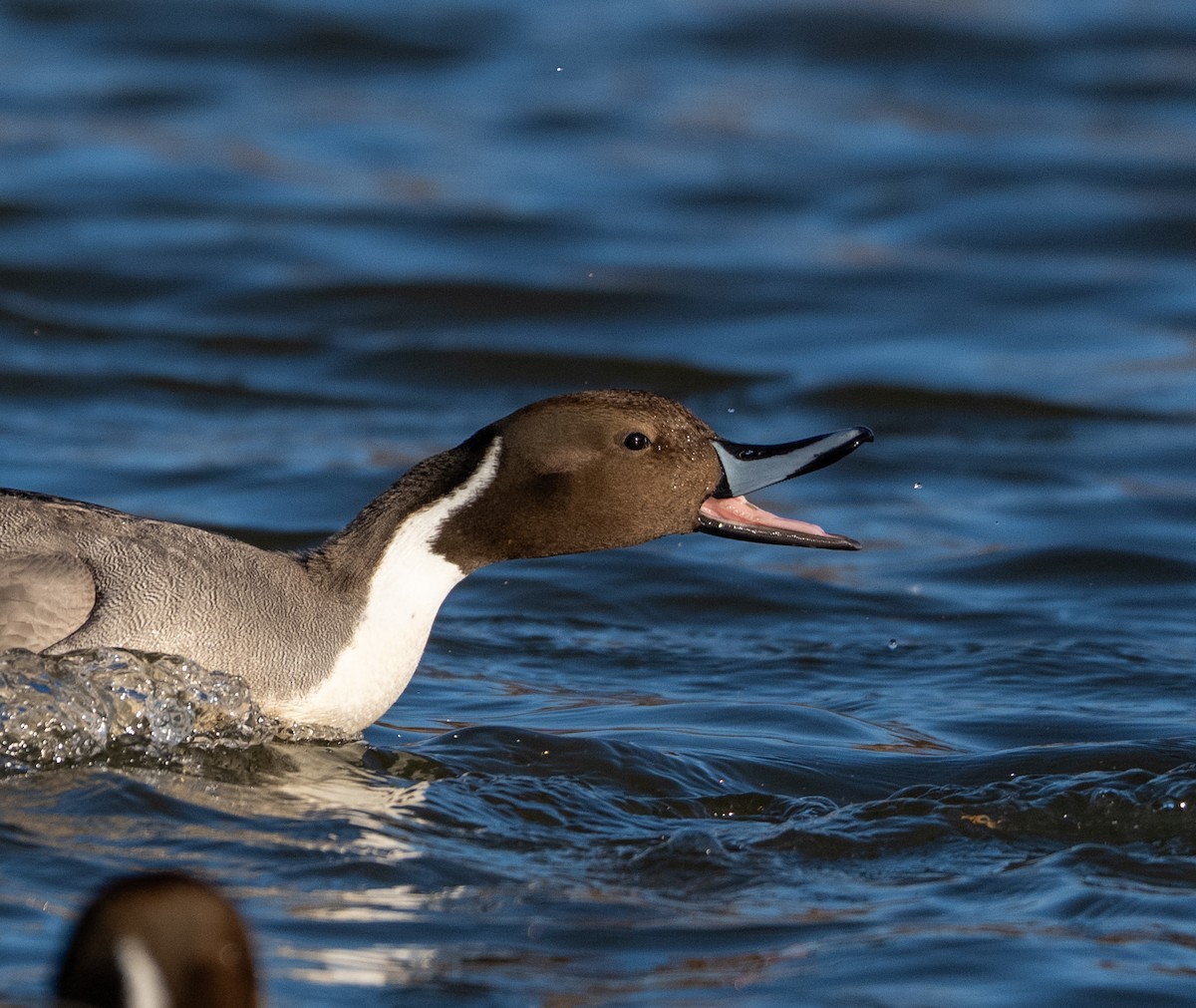 尖尾鴨 - ML647400560