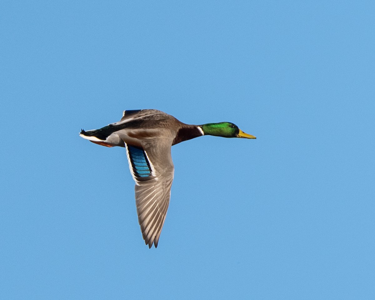 綠頭鴨 - ML647400566