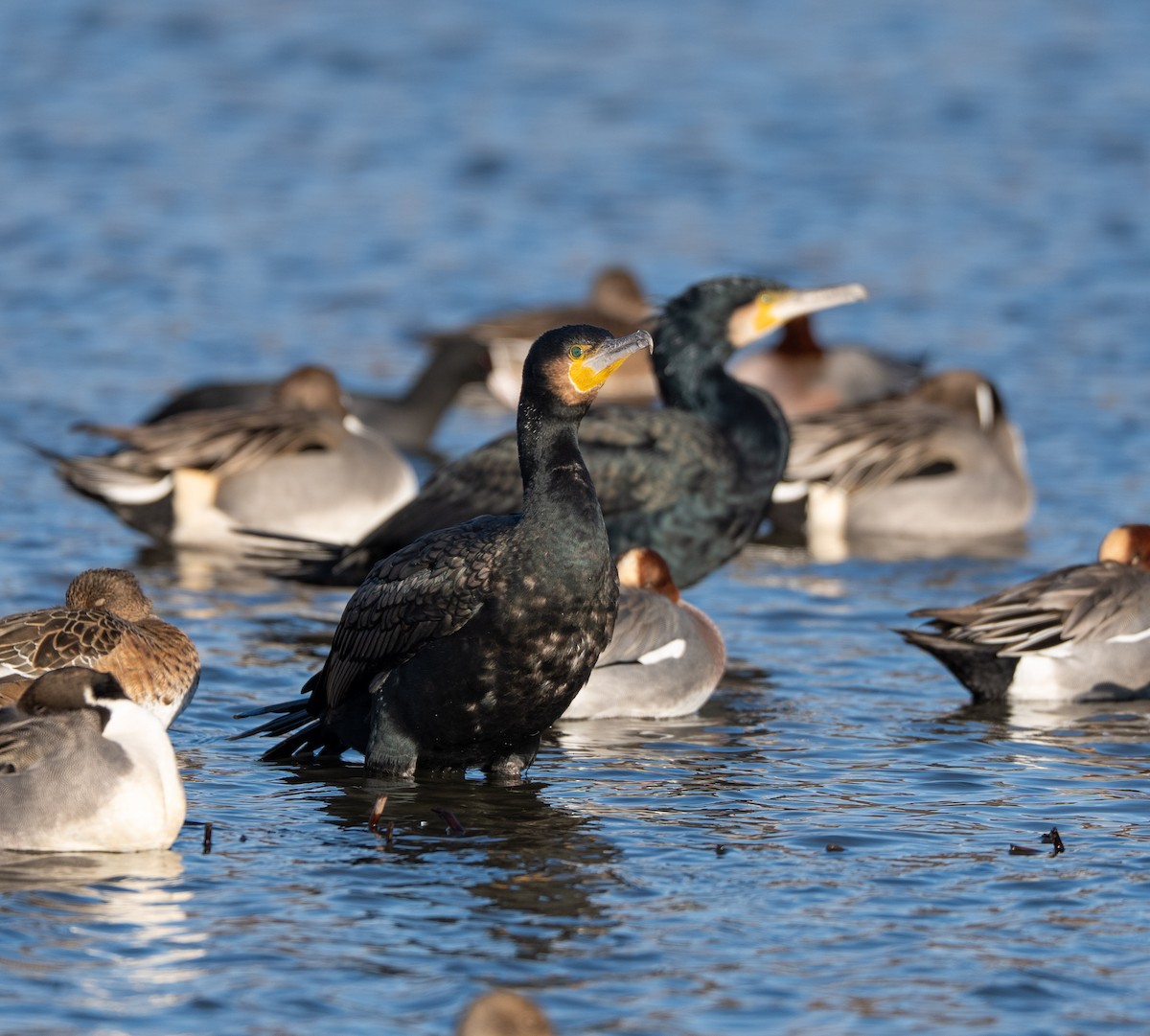 鸕鷀 - ML647400569