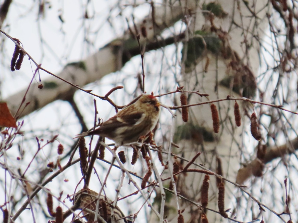 Pardillo Sizerín (alpino) - ML647400573